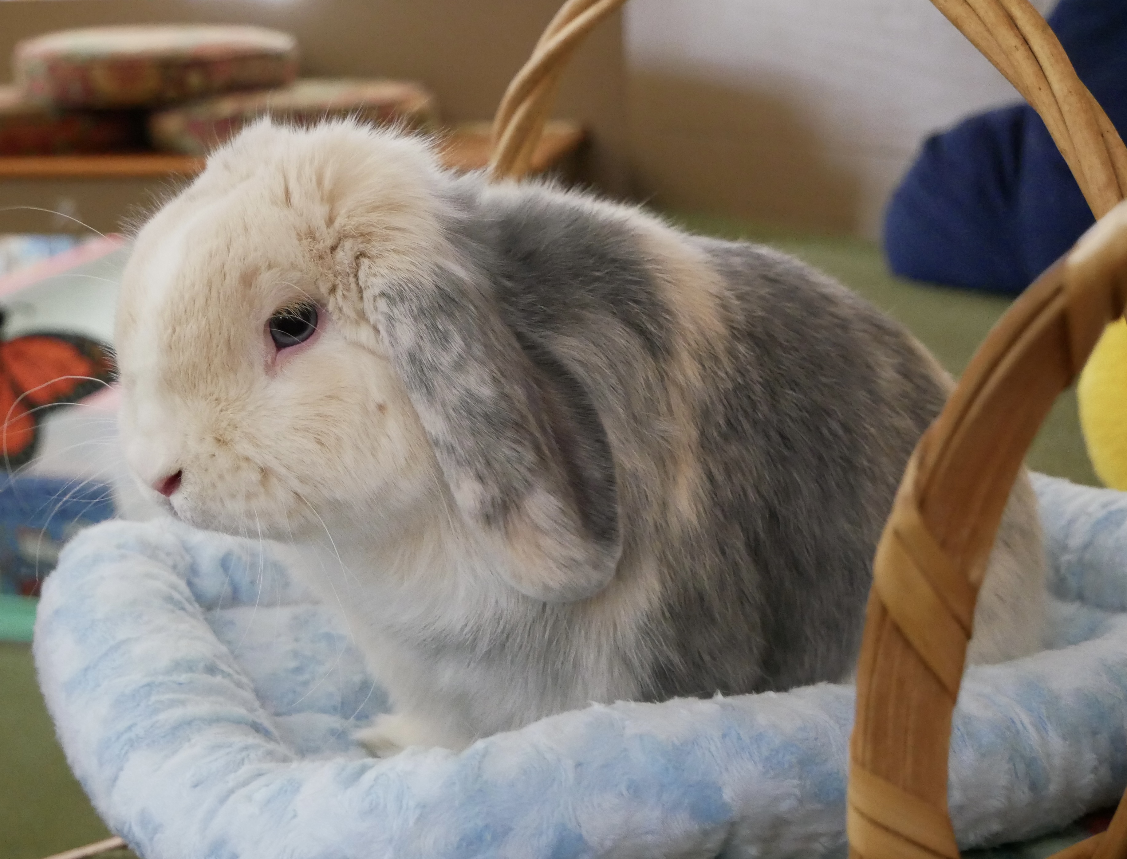 Benjamin Bunny