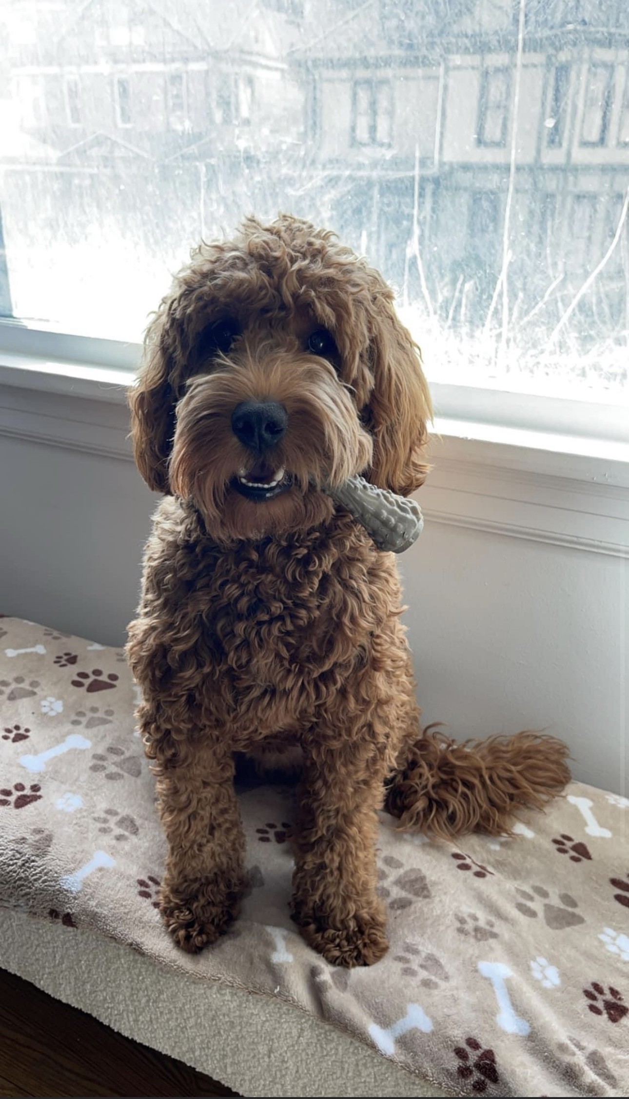 A picture of Penelope. She is a brown furred golden doodle. She has fluffy fur and a friendly face.